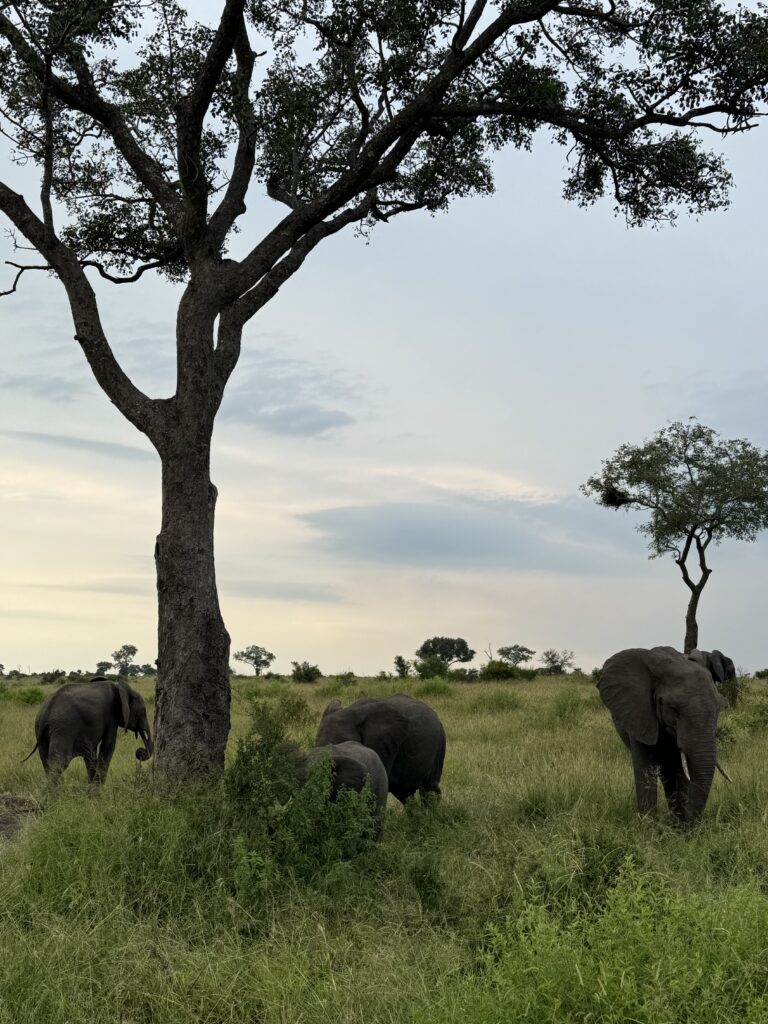 elephants in Sabi Sands private game reserve, South Africa