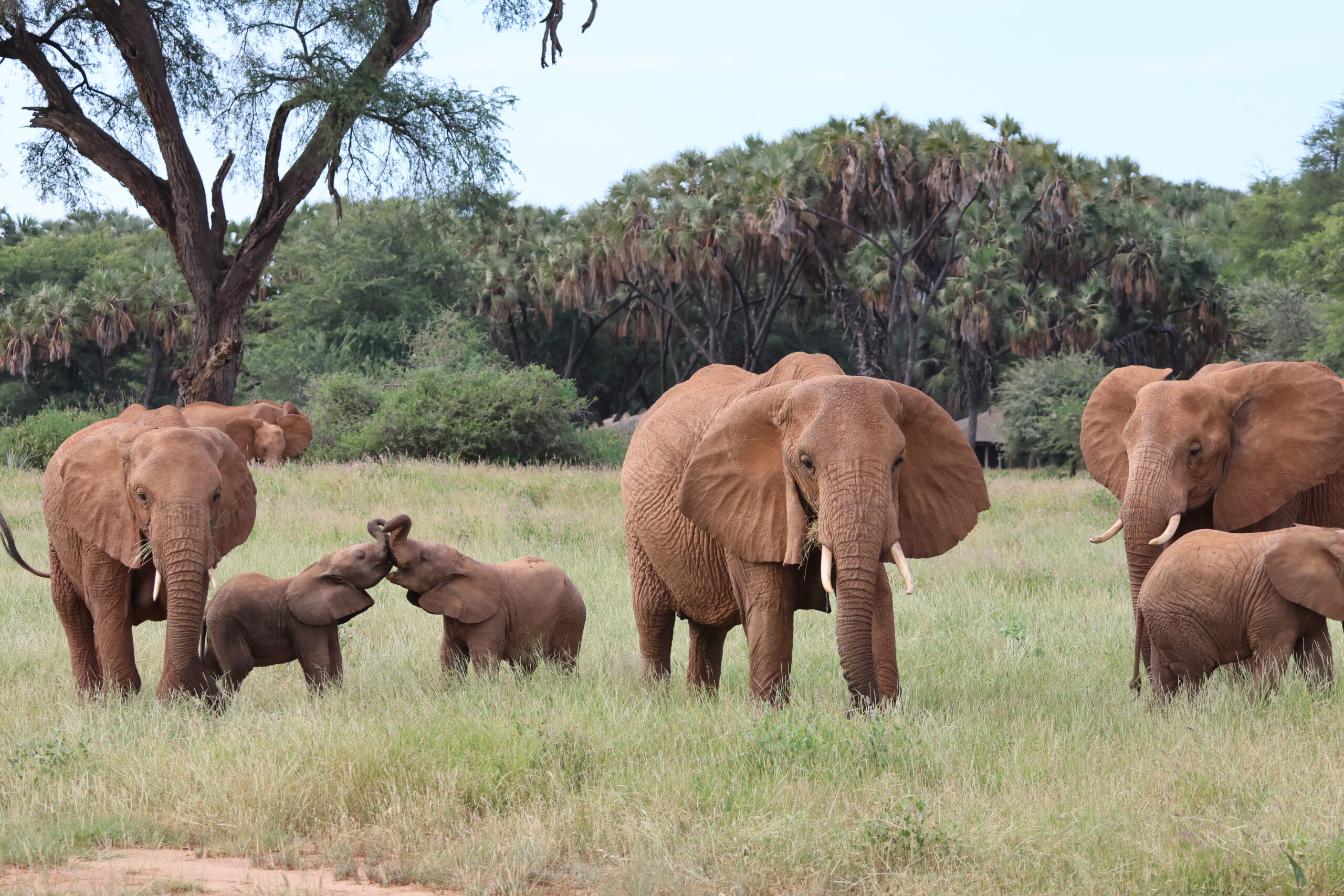 How Much Does an African Safari Cost in 2026? A Budget Guide 1 664A2594 scaled