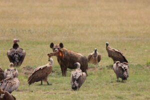 East Africa or South Africa: Which Should You Choose for Your Next Safari? 1 664A3225