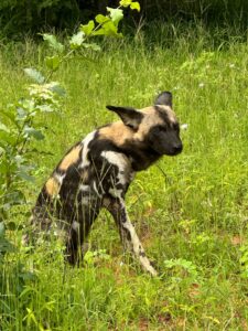 East Africa or South Africa: Which Should You Choose for Your Next Safari? 2 IMG 3284