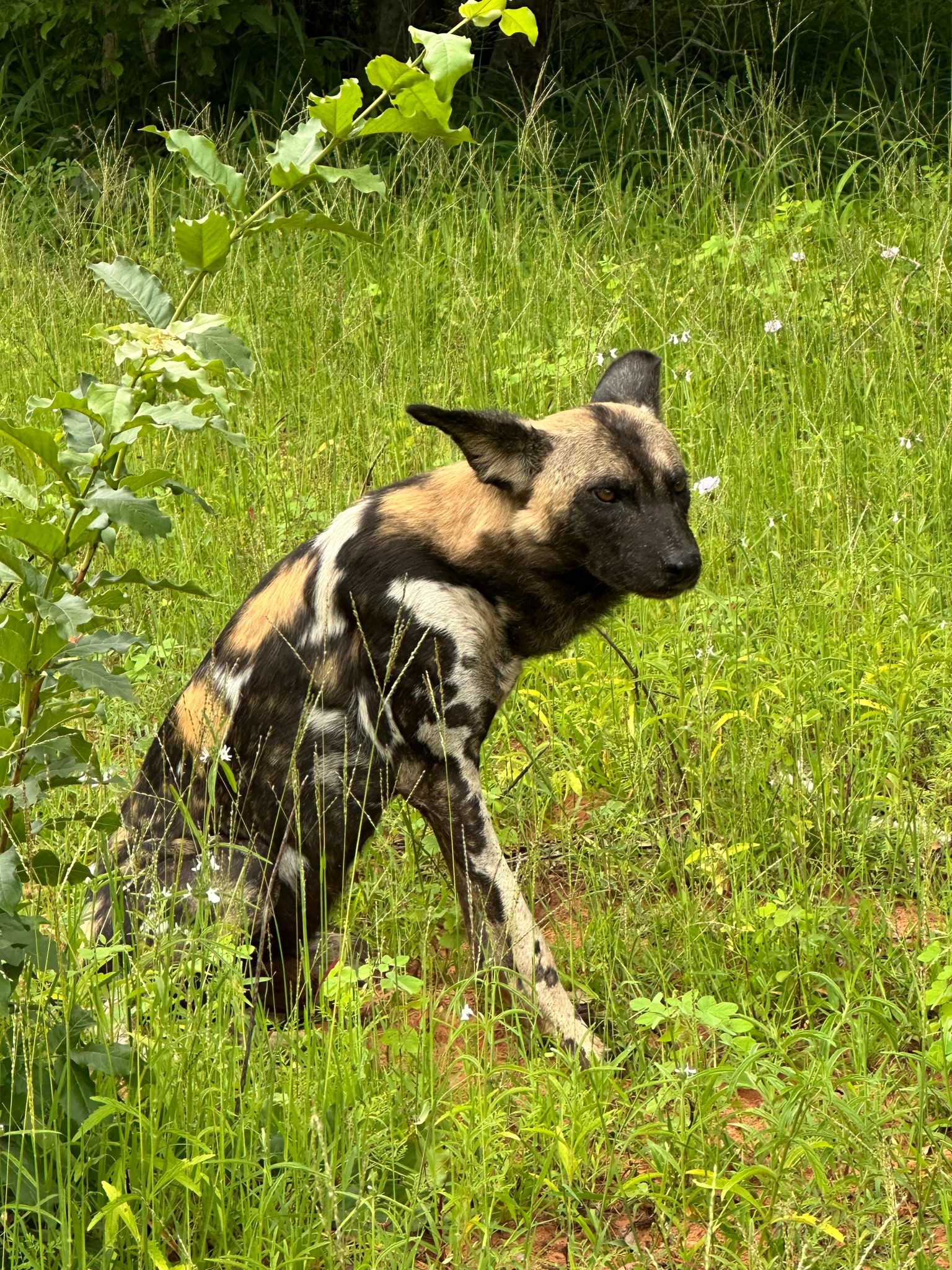 Okavango Delta vs. Chobe: Which Should You Visit? 4 IMG 3284